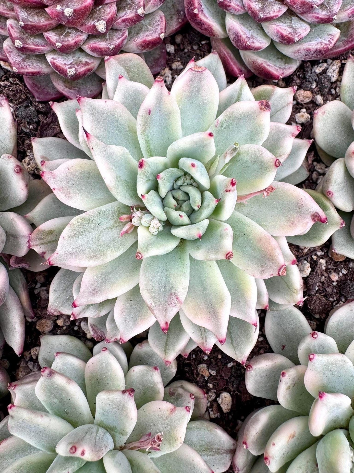 Echeveria Pink Claw Variegated | Rare Imported Succulent | Collector Succulent