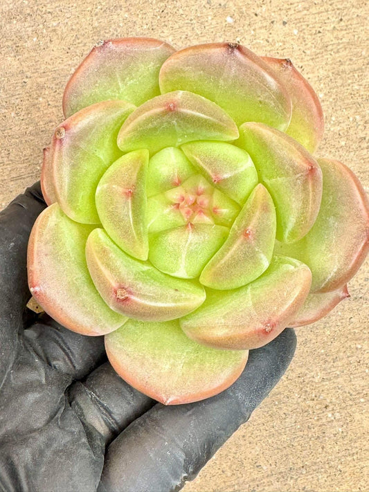 Echeveria Green Bodhi | Live Succulent Plant | Korean Succulent | Rare Imported Echeveria | Imported Plants