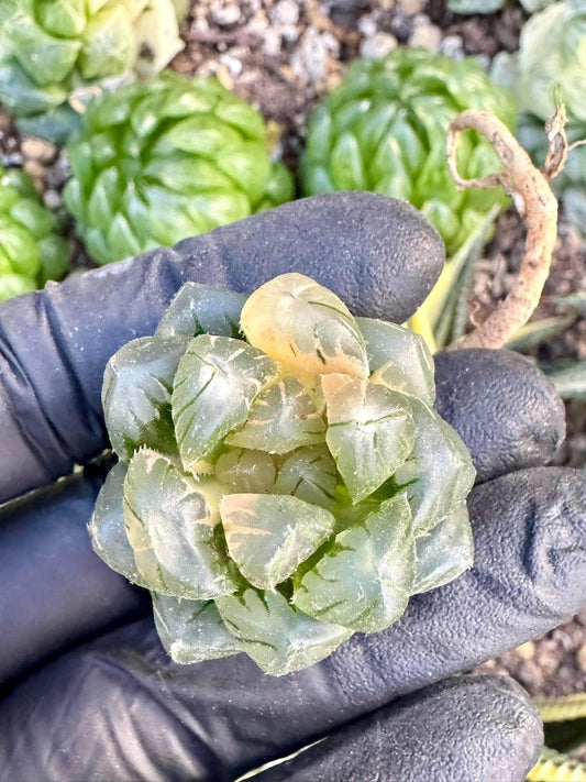 Haworthia Moon Water Variegated | Live Succulent Plant | Korean Succulent | Rare Imported Haworthia | Imported Plants