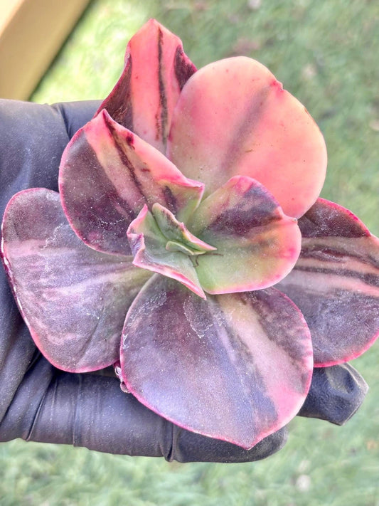 Echeveria Blue Carmen Variegated | Live Succulent Plant | Korean Succulent | Rare Imported Echeveria | Imported Plants