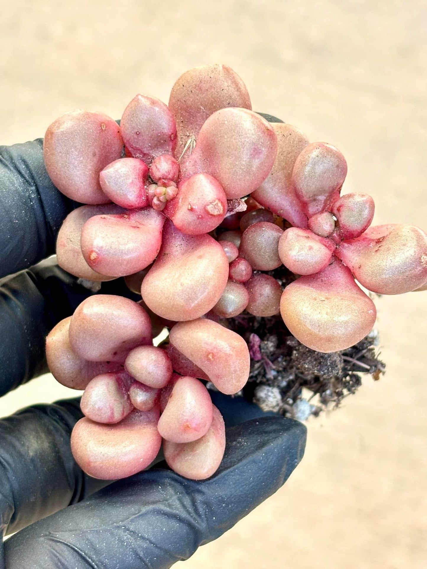 Graptoveria Avant Garde | Live Succulent Plant | Korean Succulent | Variegated Echeveria | Imported Plants