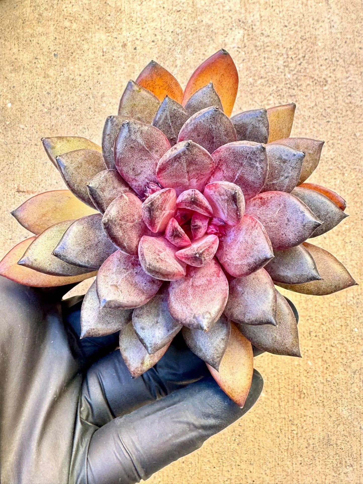 Echeveria Black Beauty | Live Succulent Plant | Korean Succulent | Variegated Pachyveria | Imported Plants