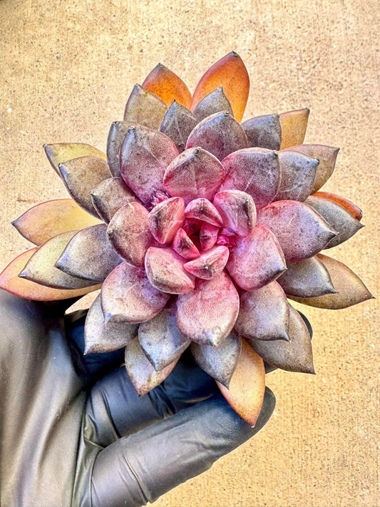 Echeveria Black Beauty | Live Succulent Plant | Korean Succulent | Variegated Pachyveria | Imported Plants