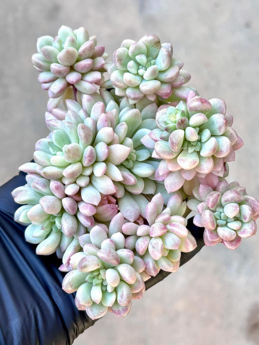 Echeveria Red Egg Variegated | Live Succulent Plant | Korean Succulent | Rare Imported Echeveria | Imported Plants