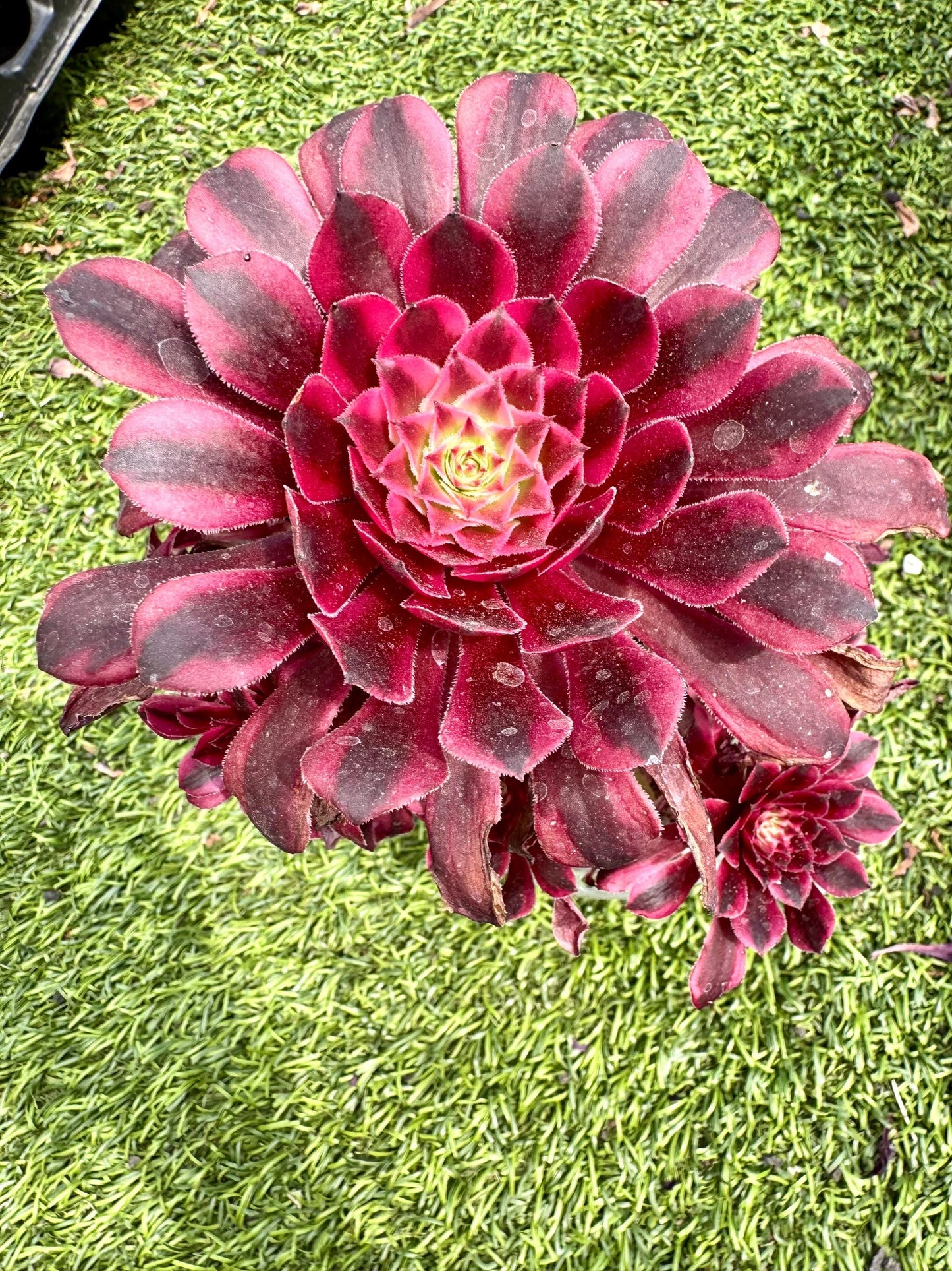 Aeonium Eugene | Rare Imported Succulent | Collector’s Succulent