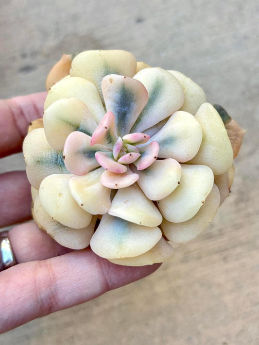 Echeveria Cubic Frost Variegated | Live Succulent Plant | Korean Succulent | Rare Imported Echeveria | Imported Plants
