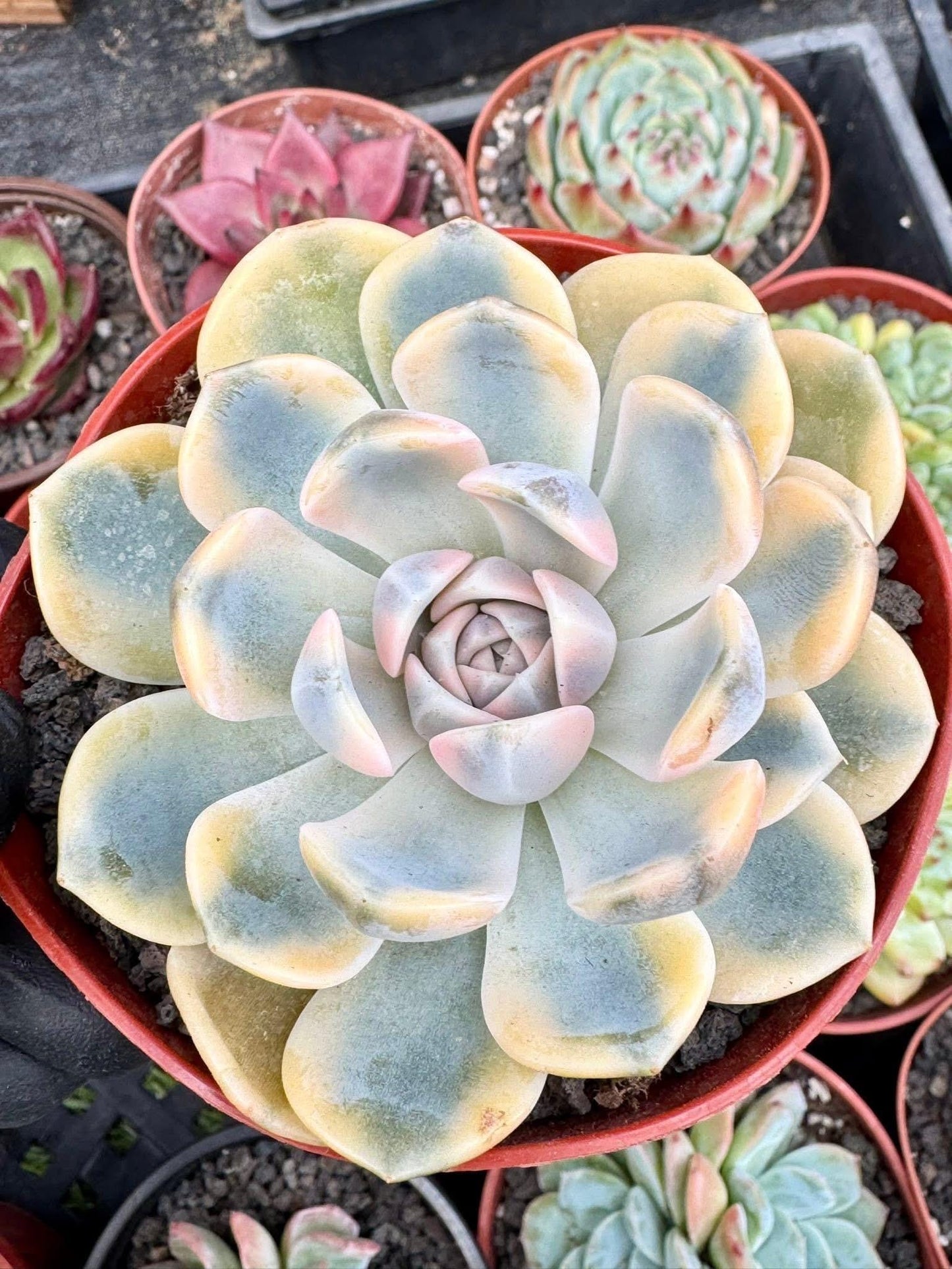 Echeveria Tynie Berger Variegated | Live Succulent Plant | Korean Succulent | Variegated Echeveria | Imported Plants