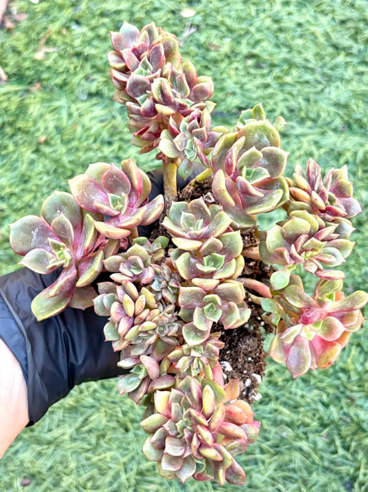 Echeveria Dahongpao Live Succulent Plant | Korean Succulent | Rare Imported Echeveria | Imported Plants