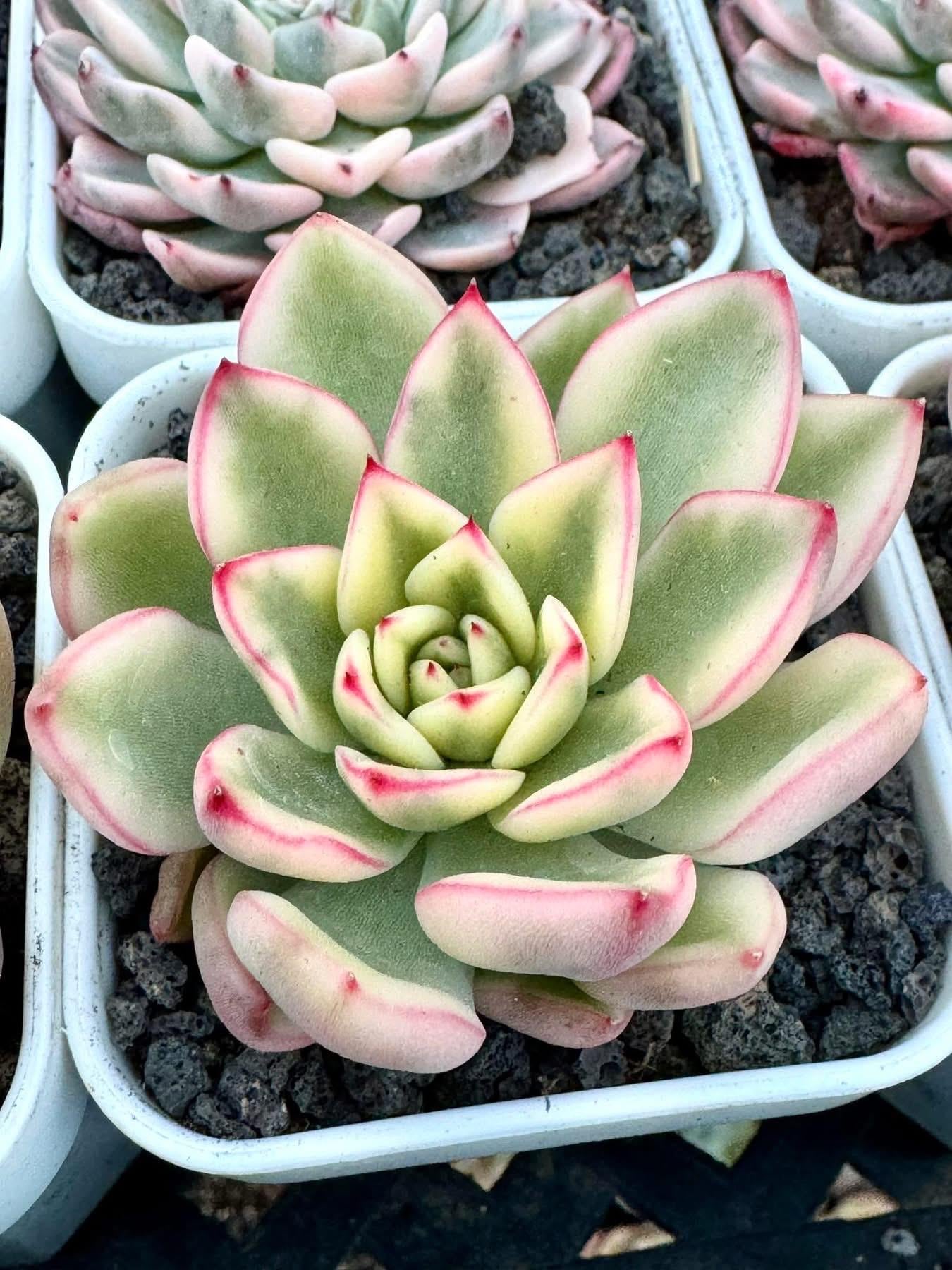 Echeveria Hannah Variegated | Rare Imported Succulent | Collector Succulent