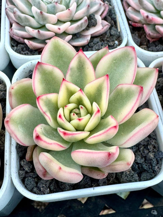 Echeveria Hannah Variegated | Rare Imported Succulent | Collector Succulent