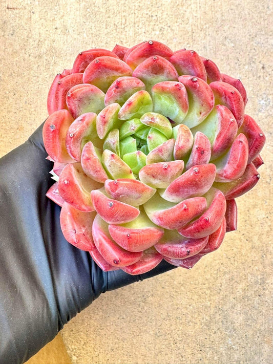 Echeveria Red Phoenix | Live Succulent Plant | Korean Succulent | Variegated Pachyveria | Imported Plants