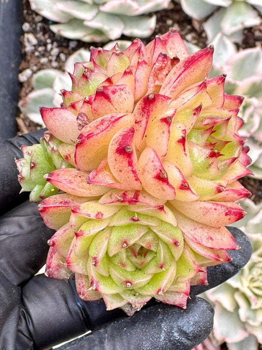 Echeveria Phoenix Fire | Live Succulent Plant | Korean Succulent | Variegated Echeveria | Imported Plants | Echeveria Clusters