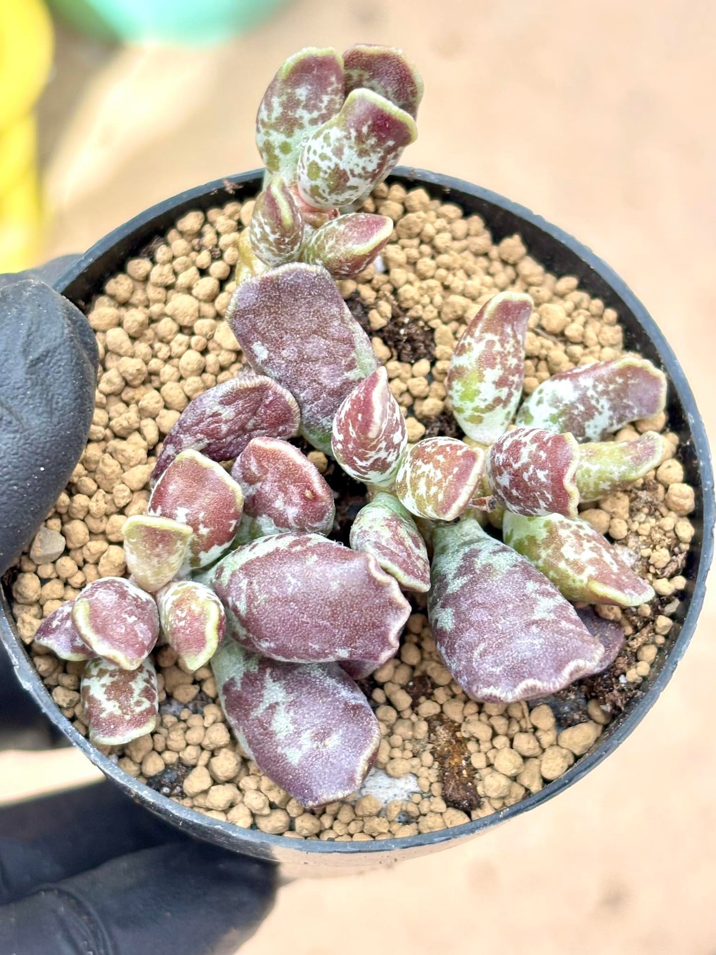 Andromiscus Purple Soul Live Succulent Plant | Korean Succulent | Rare Imported Echeveria | Imported Plants