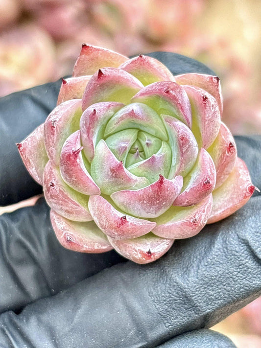 Echeveria White Curry | Live Succulent Plant | Korean Succulent | Variegated Echeveria | Imported Plants | Echeveria Clusters