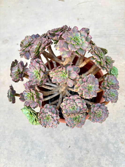 Aeonium Pearl Blossom Variegated | Live Succulent Plant | Rare Imported Aeonium | Imported Plants
