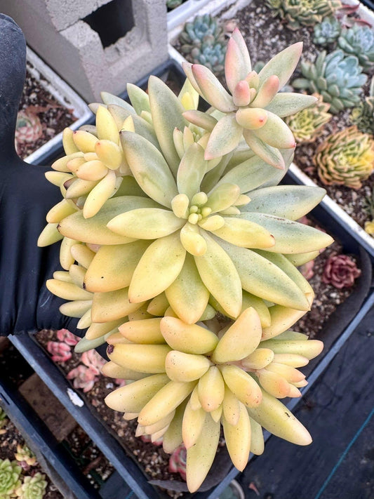 RARE Echeveria Crystal Ball Variegated | Rare Imported Succulent | Collector’s Succulent