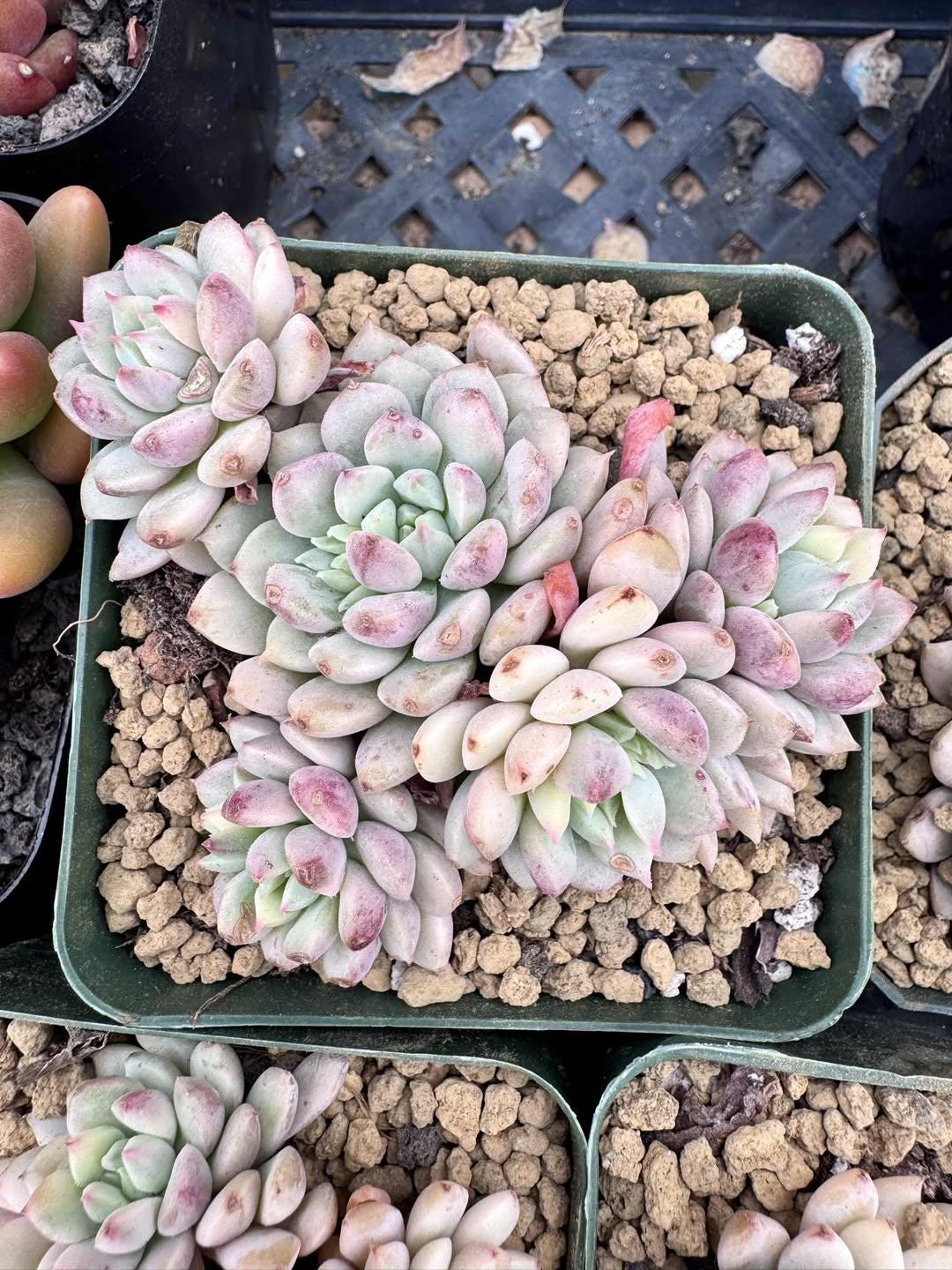 Echeveria Little Blue Variegated | Rare Imported Succulent | Collector Succulent