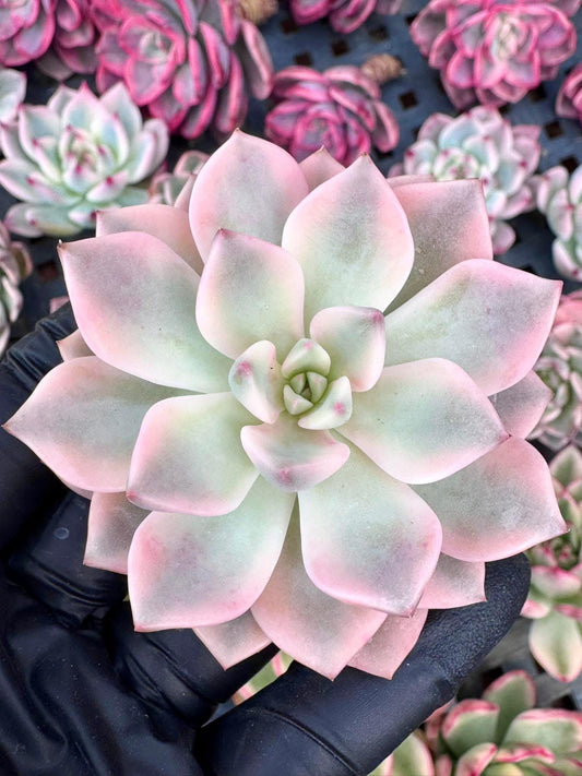 Echeveria Pink Beauty Variegated | Rare Imported Succulent | Collector Succulent