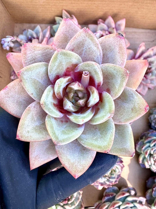 Echeveria German Champagne | Rare Imported Succulent | Collector Succulent