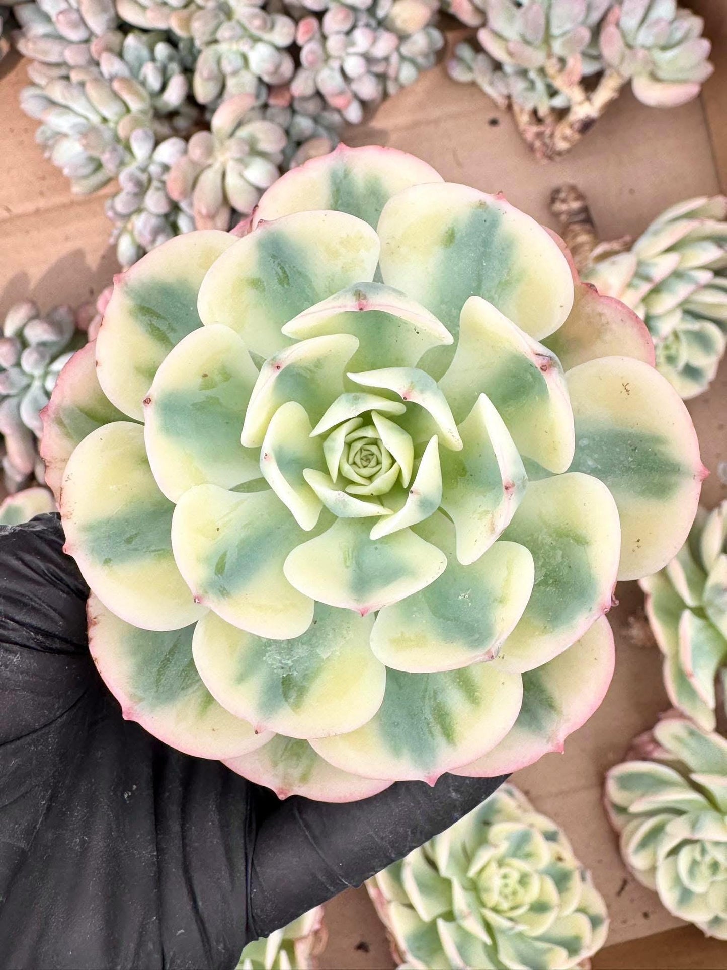 Echeveria Lenore Dean Variegated | Live Succulent Plant | Korean Succulent | Rare Imported Echeveria | Imported Plants
