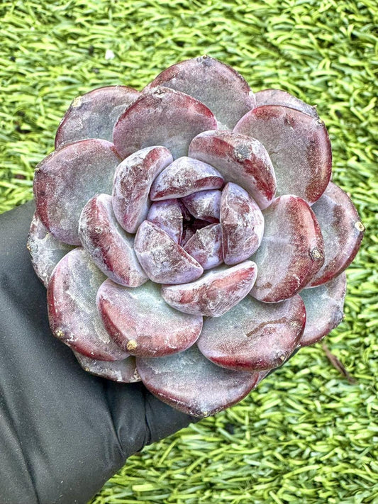 Echeveria Dark Choco | Live Succulent Plant | Korean Succulent | Rare Imported Echeveria | Imported Plants