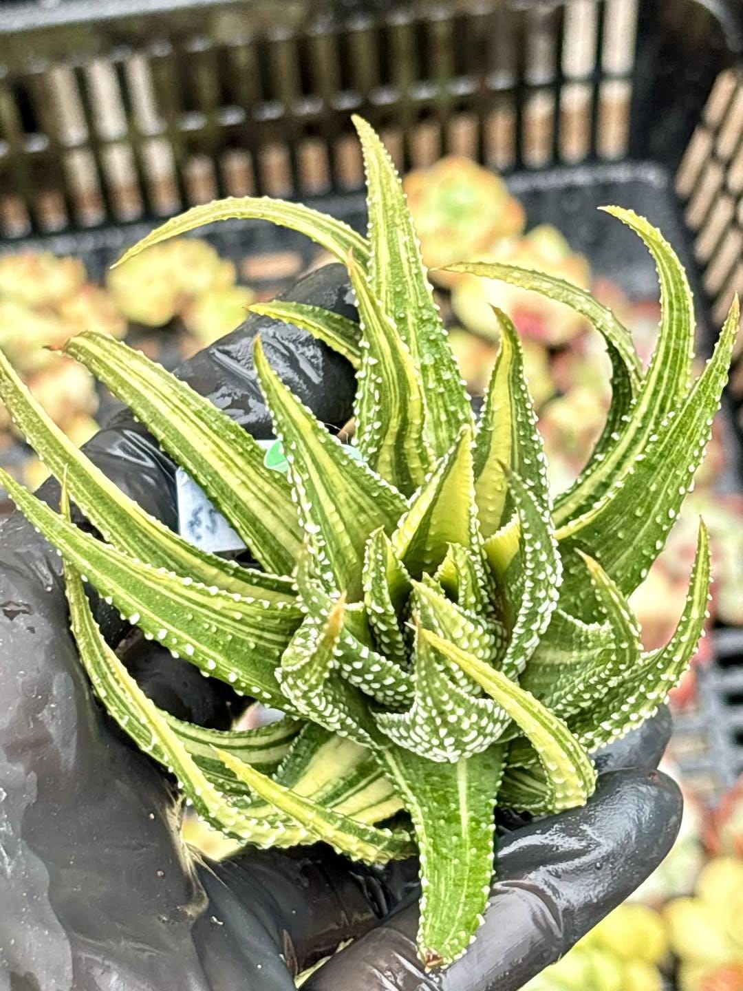 Haworthia Attenueta Glazed Hall Variegated | Live Succulent Plant | Korean Succulent | Rare Imported Echeveria | Imported Plants