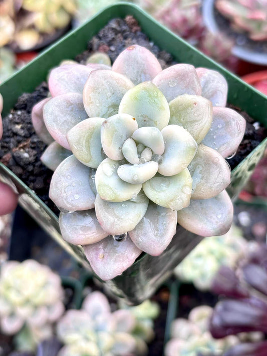 Echeveria Luoshen Variegated | Live Succulent Plant | Korean Succulent | Variegated Echeveria | Imported Plants