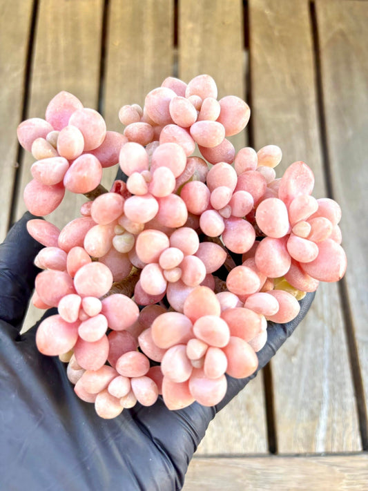 Echeveria Pink Caviar Live Succulent Plant | Korean Succulent | Rare Imported Echeveria | Imported Plants