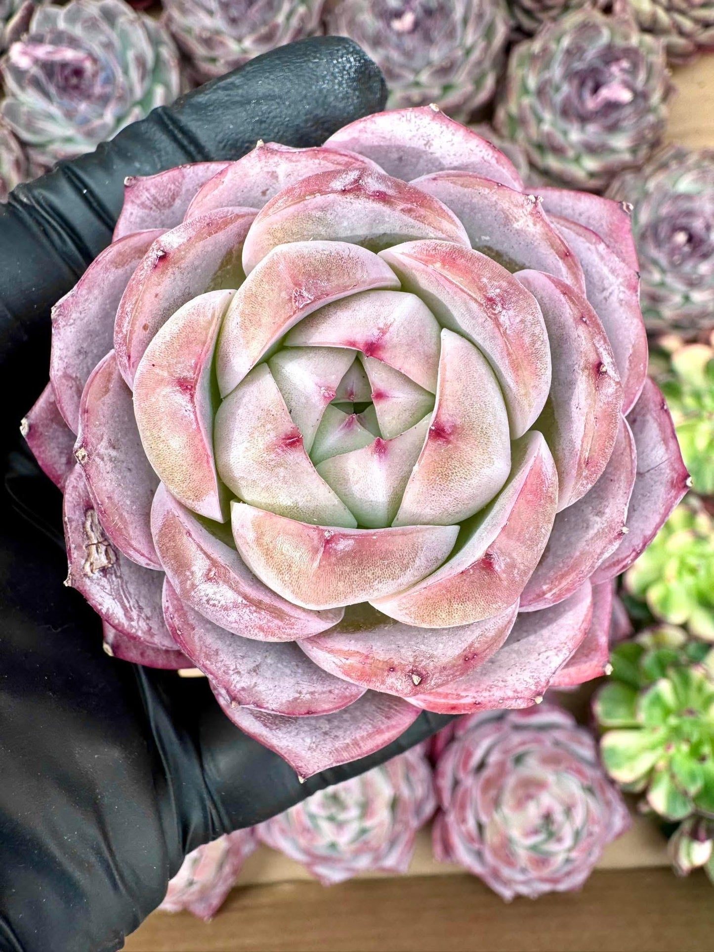 Echeveria Mystery Ice | Rare Imported Succulent | Collector’s Succulent