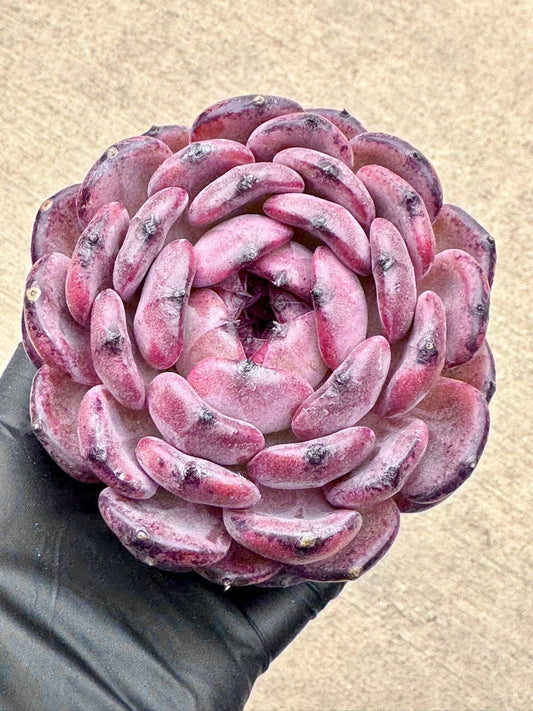 Echeveria Rosewood | Rare Imported Succulent | Collector’s Succulent