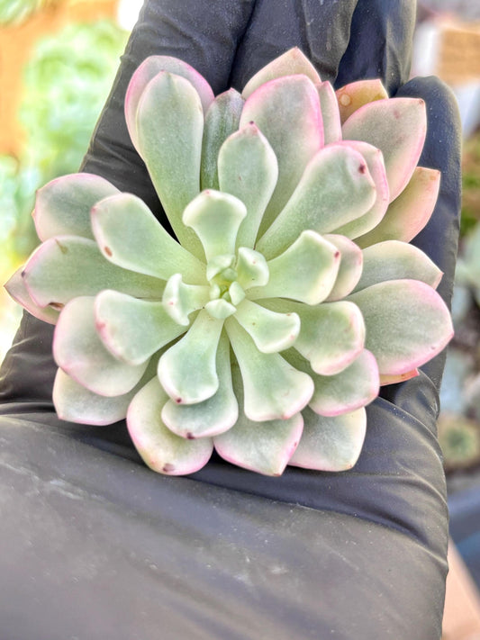 Echeveria Pink Ruby Variegated | Live Succulent Plant | Korean Succulent | Rare Imported Echeveria | Imported Plants
