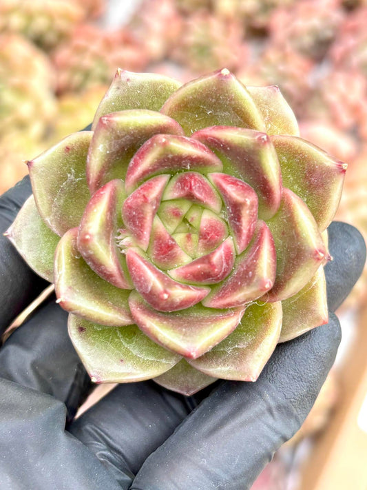 Echeveria White Dumpling Skin Live Succulent Plant | Korean Succulent | Rare Imported Echeveria | Imported Plants