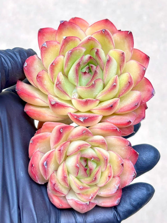 Echeveria Yingge | Live Succulent Plant | Korean Succulent | Variegated Echeveria | Imported Plants