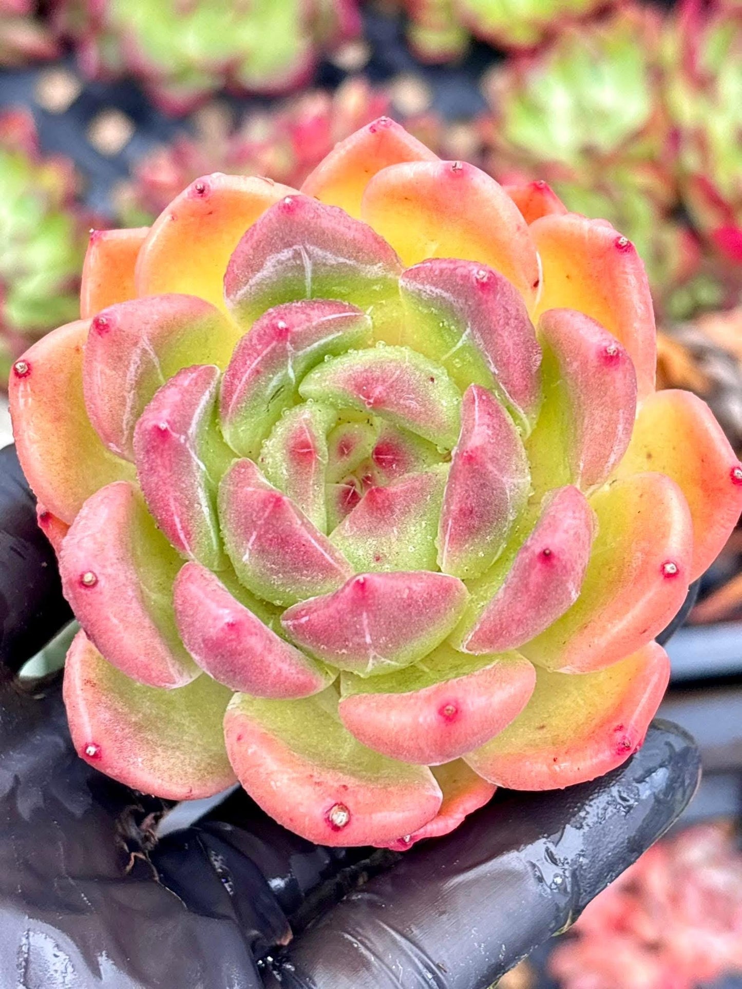 Echeveria Red Panda | Live Succulent Plant | Korean Succulent | Rare Imported Echeveria | Imported Plants