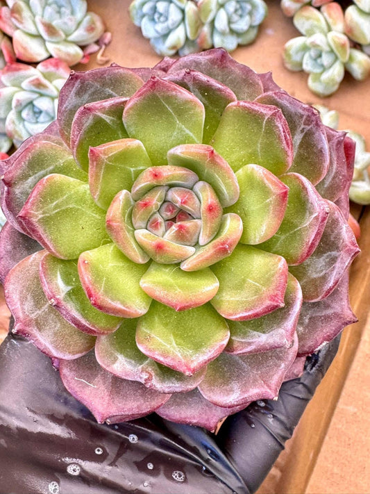 Echeveria Plato | Live Succulent Plant | imported succulent | Imported Plants