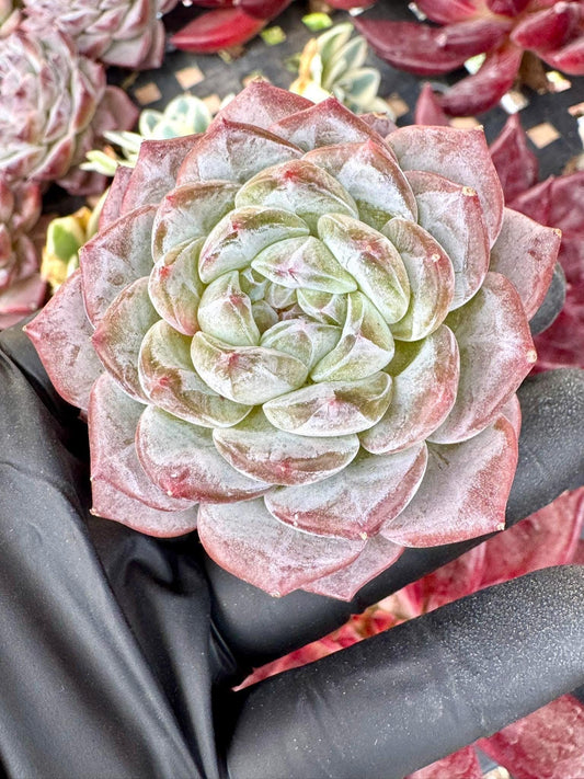 Echeveria La Tugascar | Live Succulent Plant | Korean Succulent | Variegated Echeveria | Imported Plants