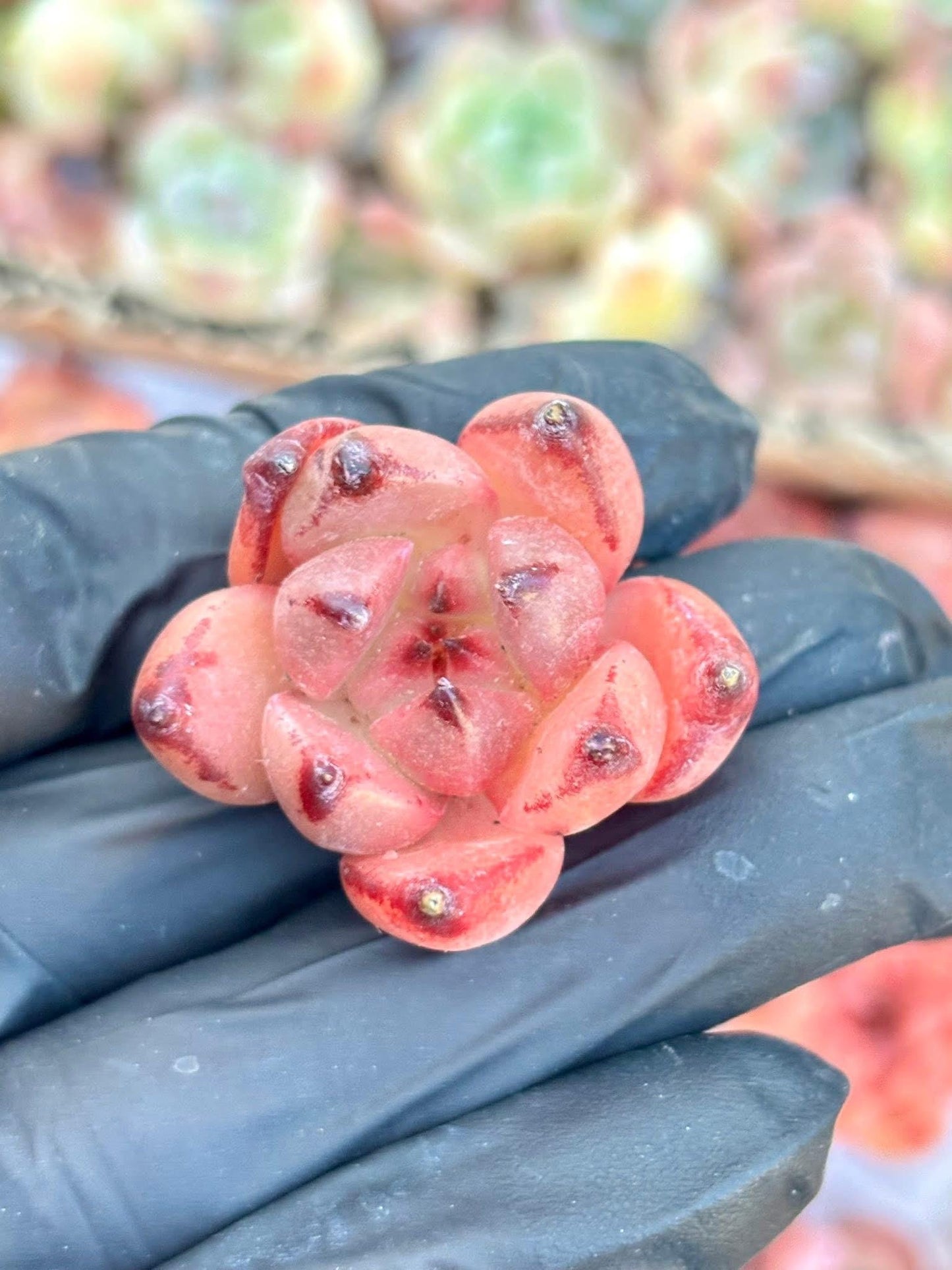 Echeveria Sakura (5pcs) | Live Succulent Plant | Korean Succulent | Rare Imported Echeveria | Imported Plants