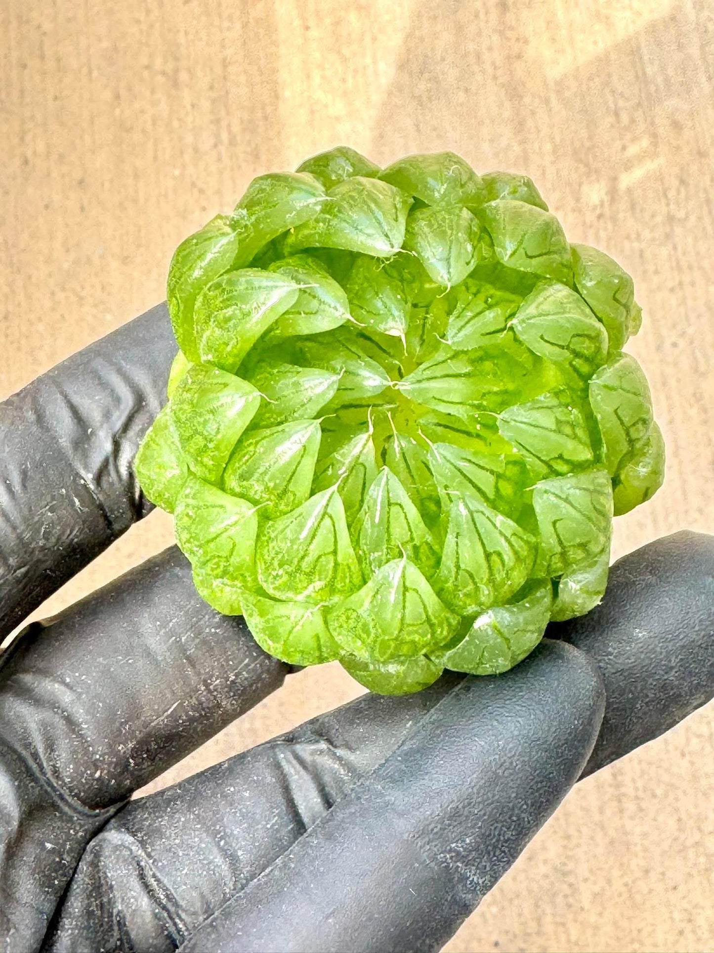 Haworthia Sakura Crystal | Live Succulent Plant | Korean Succulent | Variegated Echeveria | Imported Plants