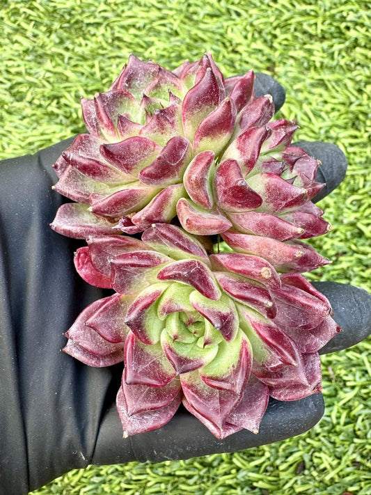 Echeveria Dark Night | Live Succulent Plant | Korean Succulent | Rare Imported Echeveria | Imported Plants