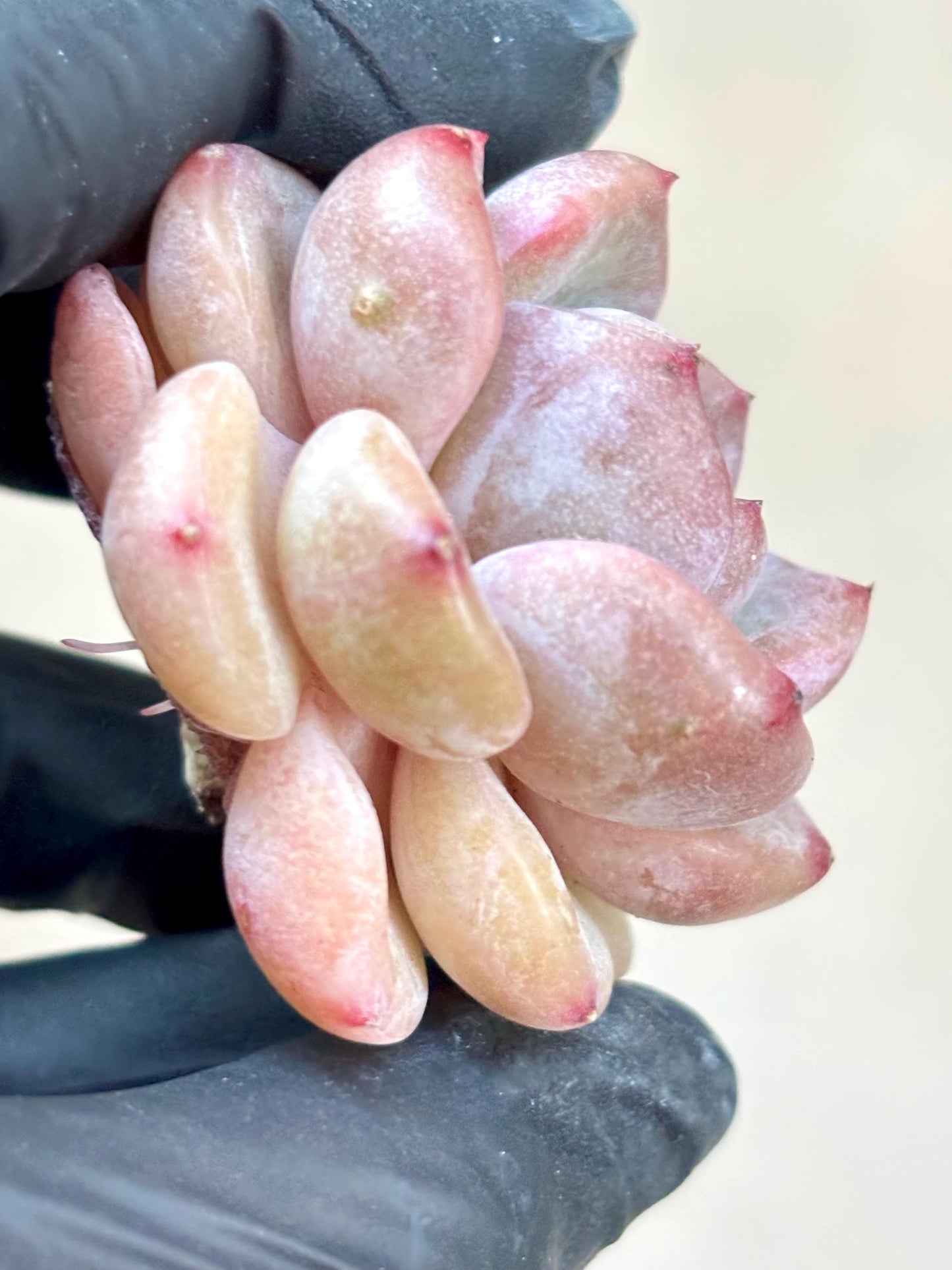 Echeveria Capuccino | Live Succulent Plant | Korean Succulent | Rare Imported Echeveria | Imported Plants