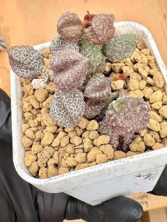Adromischus Lychee Peel | Live Succulent Plant | Rare succulent