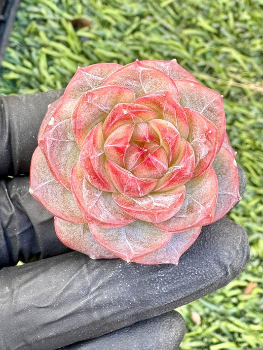 Echeveria Capricorn | Live Succulent Plant | Korean Succulent | Rare Imported Echeveria | Imported Plants