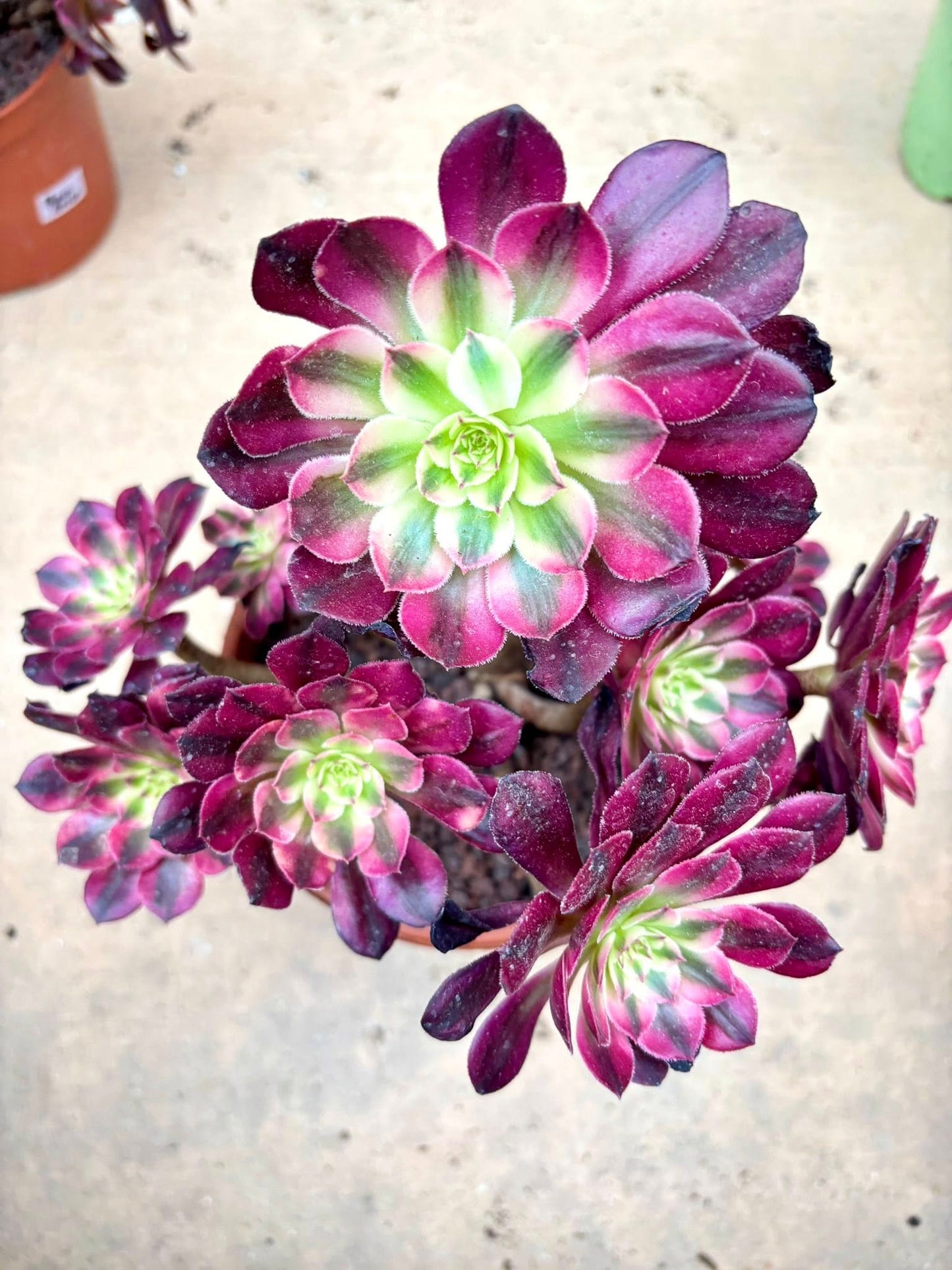 Aeonium Black Swan | Live Succulent Plant | Korean Succulent | Rare Imported Echeveria | Imported Plants