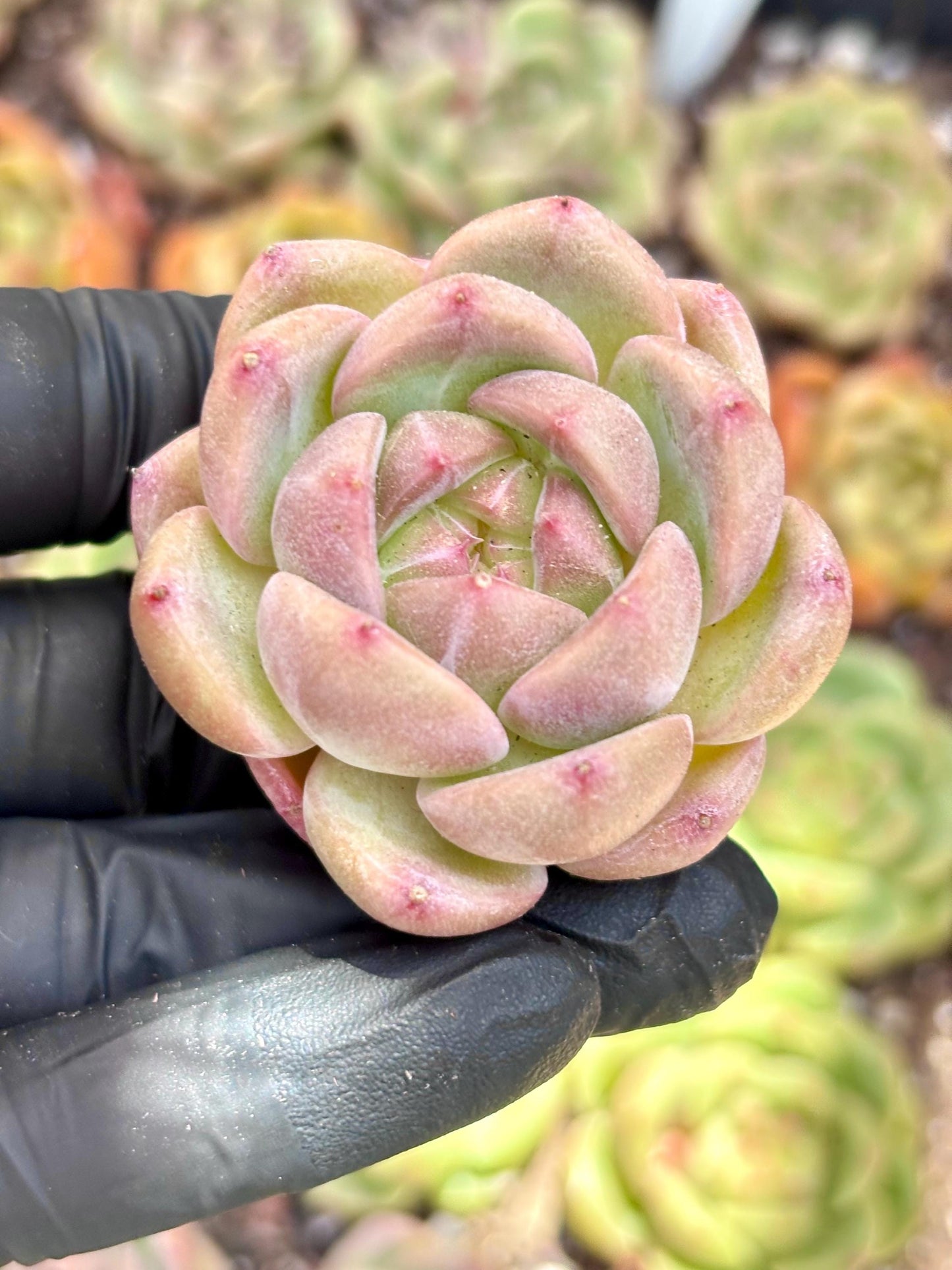 Echeveria Rouge | Live Succulent Plant | Echeveria Cluster | Rare Imported Echeveria | Imported Plants