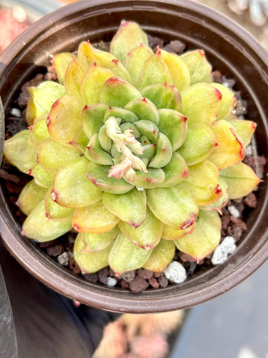 Echeveria Ice Angel Variegated | Live Succulent Plant | Korean Succulent | Rare Imported Echeveria | Imported Plants