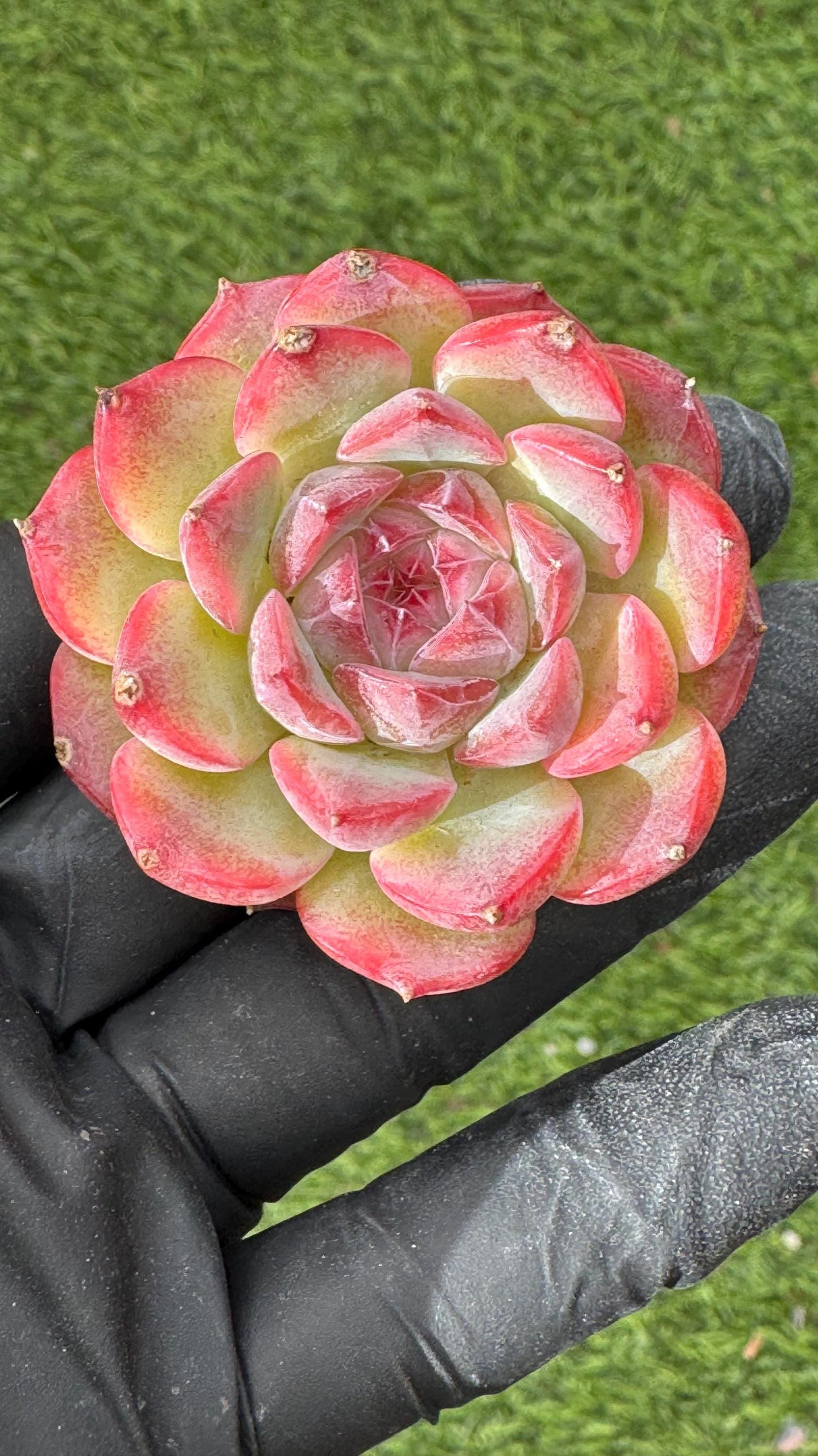 Echeveria Jade Flute | Live Succulent Plant | Korean Succulent | Rare Imported Echeveria | Imported Plants