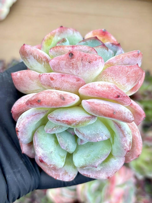 Echeveria Lingying | Live Succulent Plant | Korean Succulent | Rare Imported Echeveria | Imported Plants