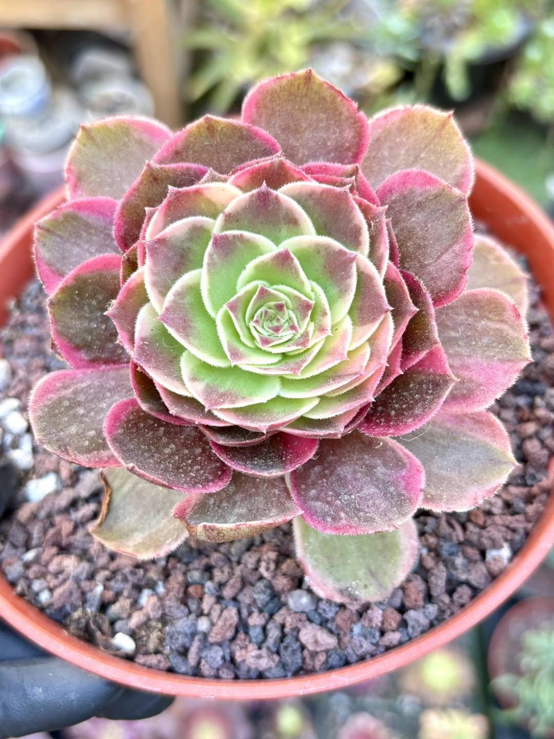Aeonium Black Demon Variegated | Rare Imported Succulent | Collector’s Succulent