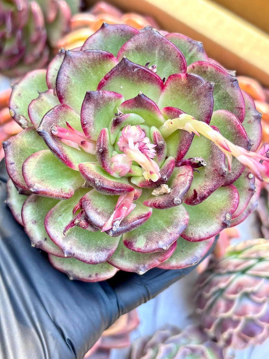 Echeveria Black Rose Hybrid | Live Succulent Plant | Korean Succulent | Rare Imported Echeveria | Imported Plants