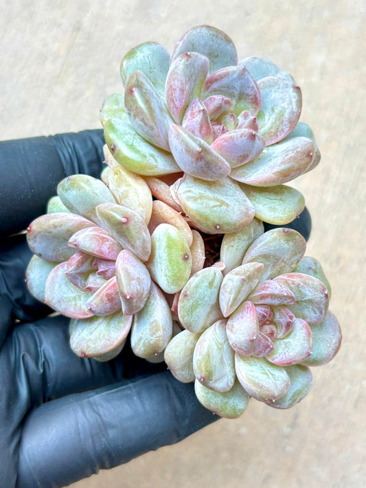 Echeveria Black Bear Spirit | Live Succulent Plant | Imported Plants | Imported Echeveria